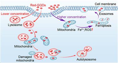 Optical Visualization of Red-GQDs’ Organelles Distribution and Localization in Living Cells